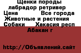 Щенки породы лабрадор ретривер › Цена ­ 8 000 - Все города Животные и растения » Собаки   . Хакасия респ.,Абакан г.